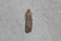 Cydia pomonella