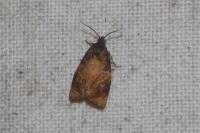 Ditula angustiorana