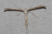 Emmelina monodactyla