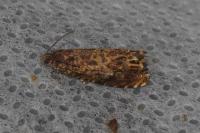 Enarmonia formosana