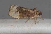 Hedya nubiferana
