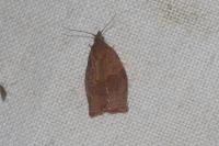 Pandemis heparana