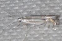 Phyllocnistis