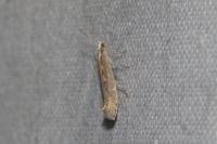 Plutella xylostella