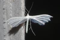 Pterophorus pentadactylus