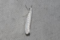 Yponomeuta evonymella