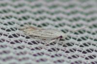 Ptocheuusa paupella