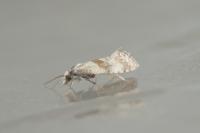 Cochylidia implicitana