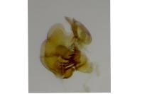 Cochylidia implicitana