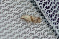 Cochylidia implicitana