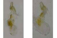 Cochylidia implicitana