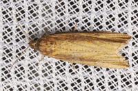 Bactra