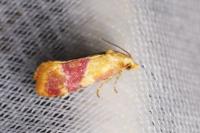 Diceratura ostrinana