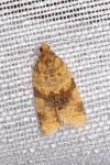 Epagoge grotiana