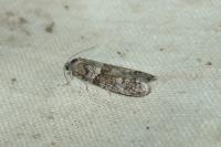 Tortricodes alternella