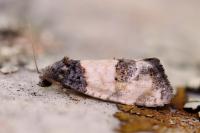 Propiromorpha rhodophana