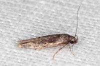 Carpatolechia decorella