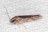 Carpatolechia decorella