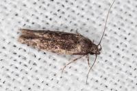 Carpatolechia decorella