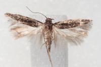 Carpatolechia decorella