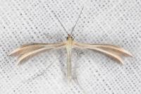 Merrifieldia malacodactyla