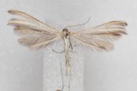 Merrifieldia malacodactyla