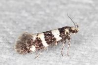Denisia luctuosella