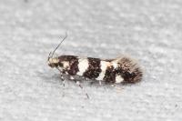 Denisia luctuosella