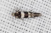 Denisia luctuosella