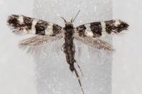 Denisia luctuosella