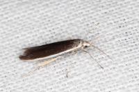 Coleophora albella