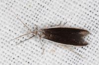 Coleophora albella