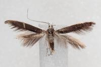 Coleophora albella