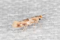 Bucculatrix