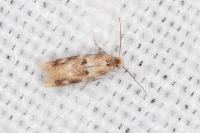 Bucculatrix