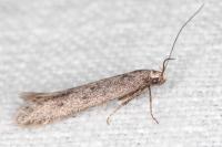 Oxypteryx helotella