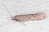 Oxypteryx helotella