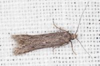 Oxypteryx helotella