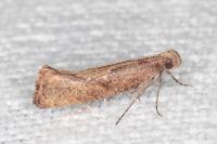 Acrolepiopsis vesperella