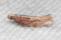 Acrolepiopsis vesperella