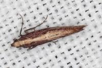 Acrolepiopsis vesperella
