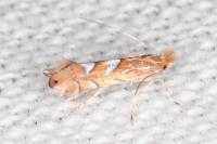 Phyllonorycter belotella