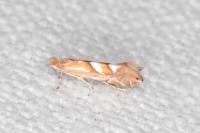 Phyllonorycter belotella