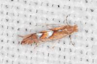 Phyllonorycter belotella