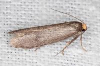Agnoea