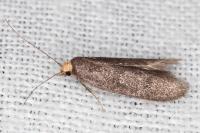 Agnoea