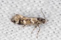 Denisia lutea