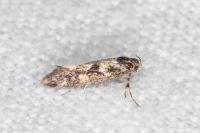 Denisia lutea