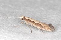 Plutella xylostella