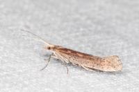 Plutella xylostella